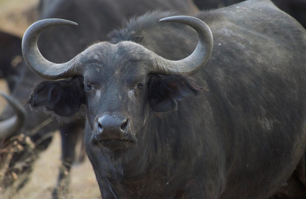 buffalo