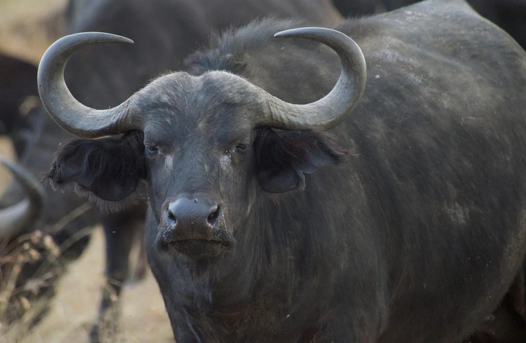 buffalo