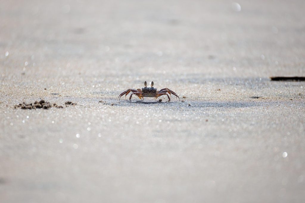 Crab, krabbe