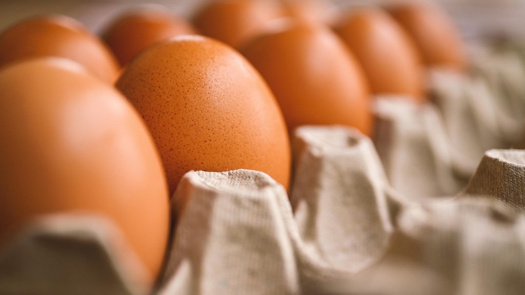 egg