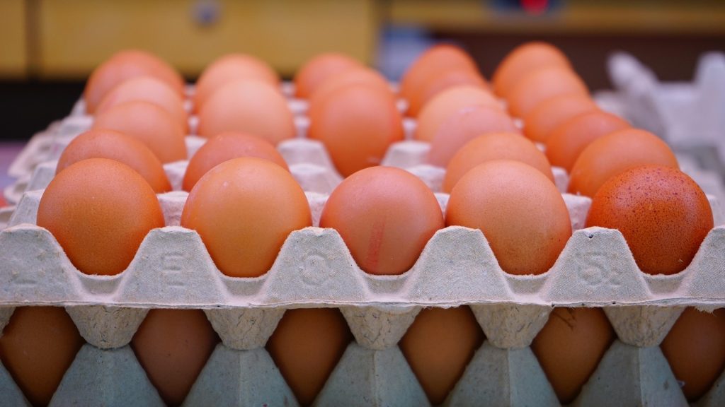 egg