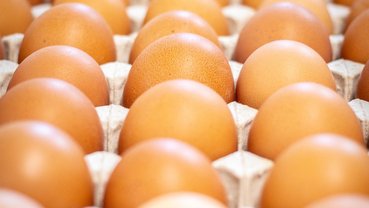 egg