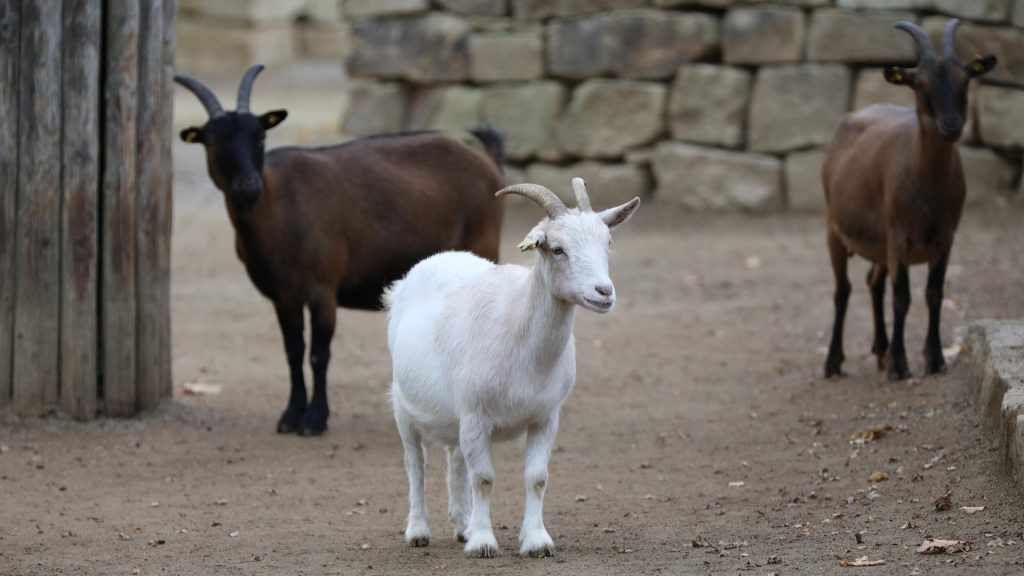 goat ged