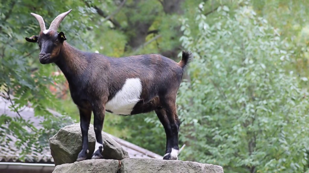 goat