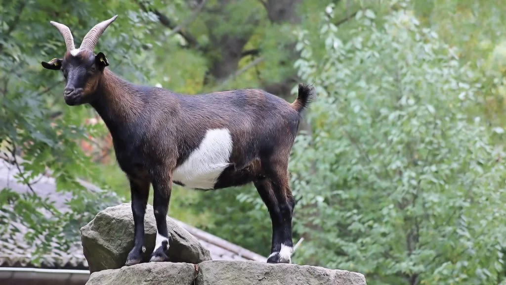 goat