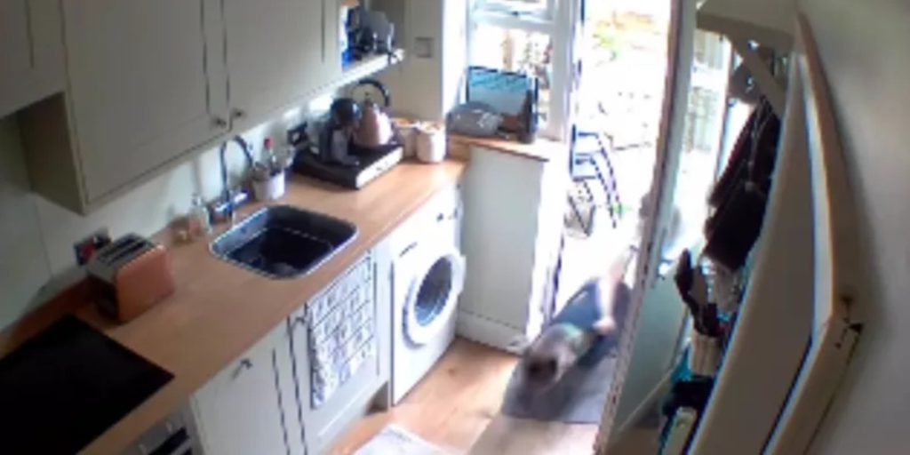 Hund valgte at jage naboens killing: Det endte med at få smertefulde konsekvenser for ejer