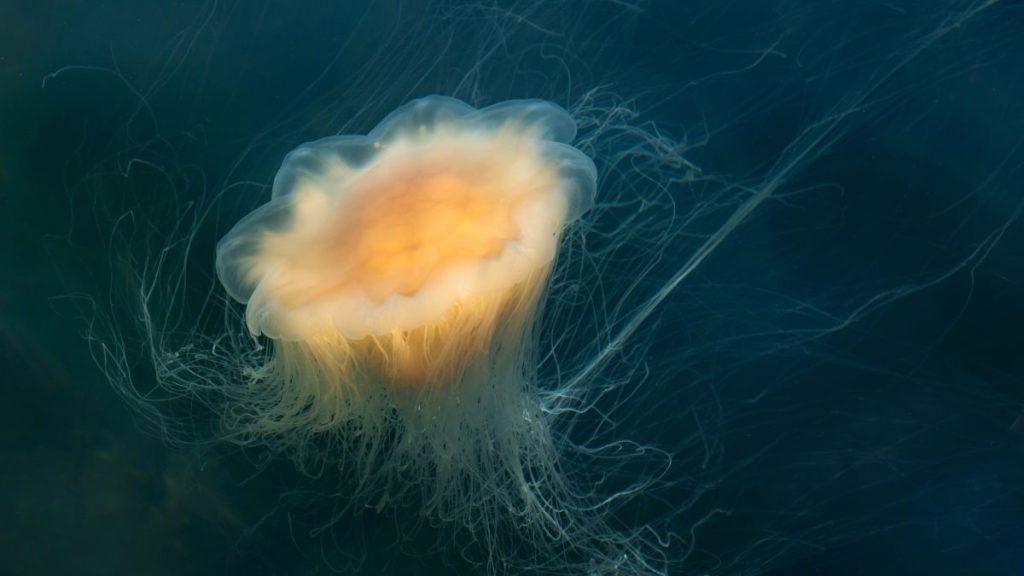 Jellyfish