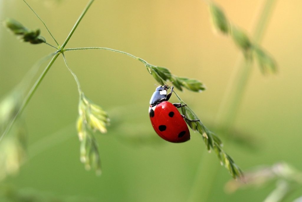 ladybug, mariehøne