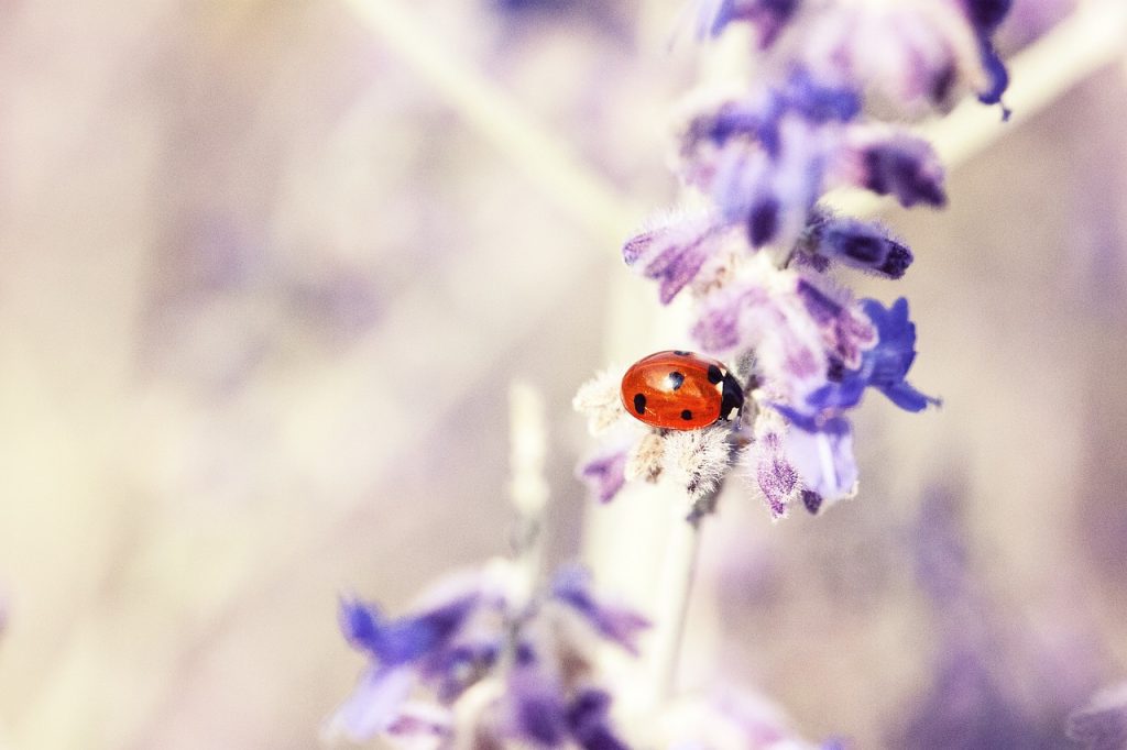 ladybug, mariehøne