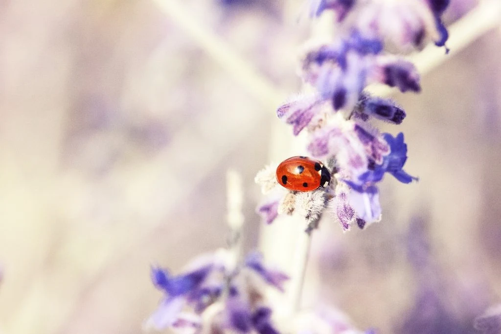 ladybug, marieh&oslash;ne