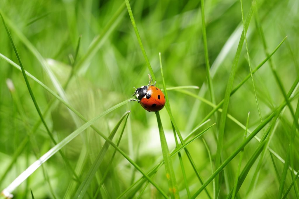 ladybug, mariehøne
