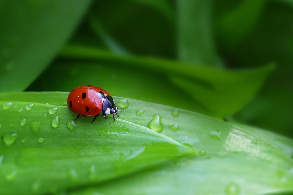 ladybug, mariehøne