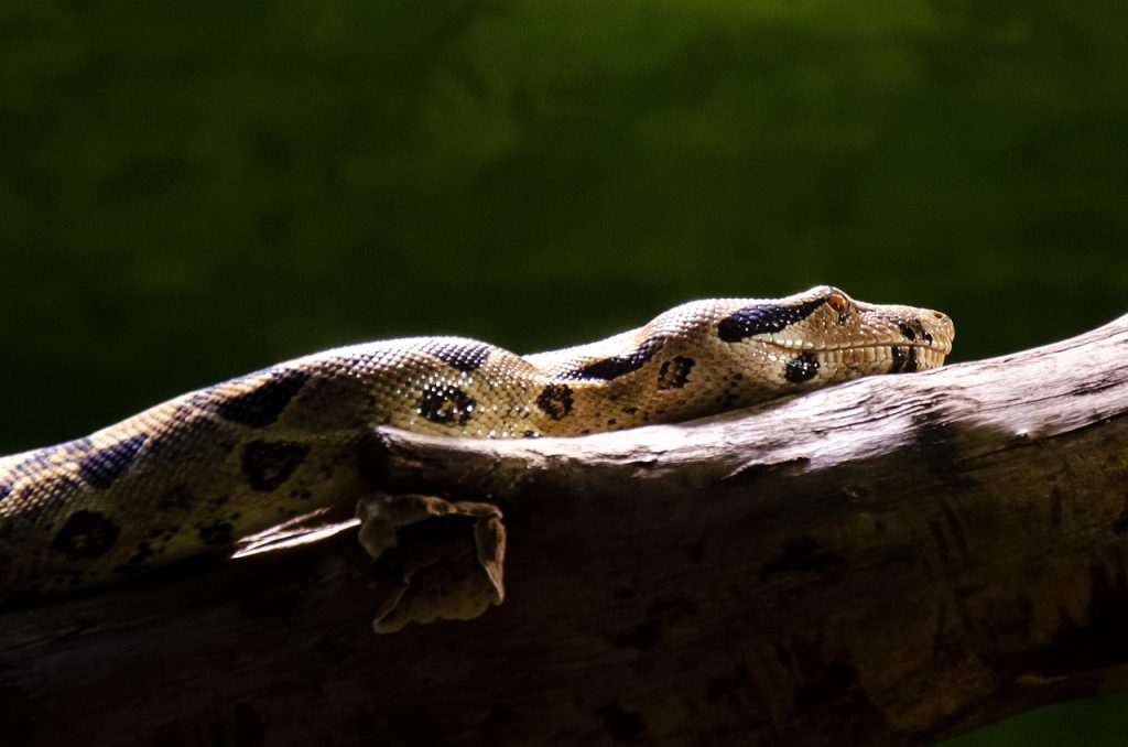 snake, slange