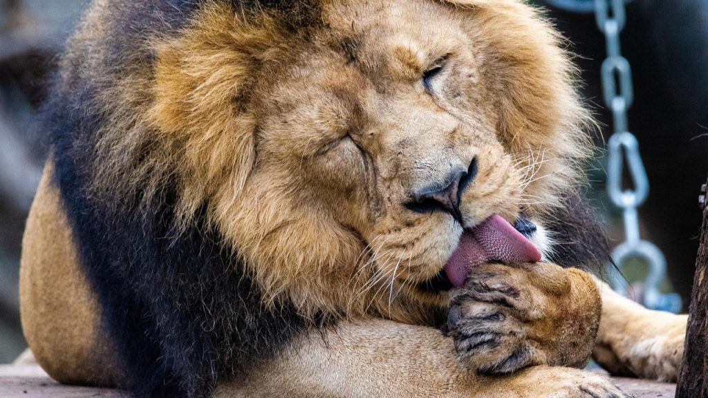 Zoo Asks Public to Donate Unwanted Pets to Feed Predators