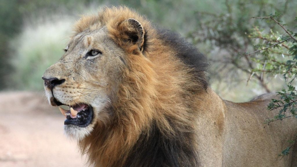 Oxford-Tracked Lion “Blondie” Lured and Killed by Trophy Hunters