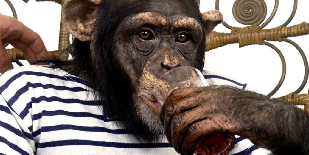 monkey drinking