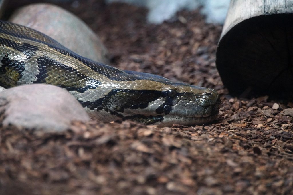 slange, snake