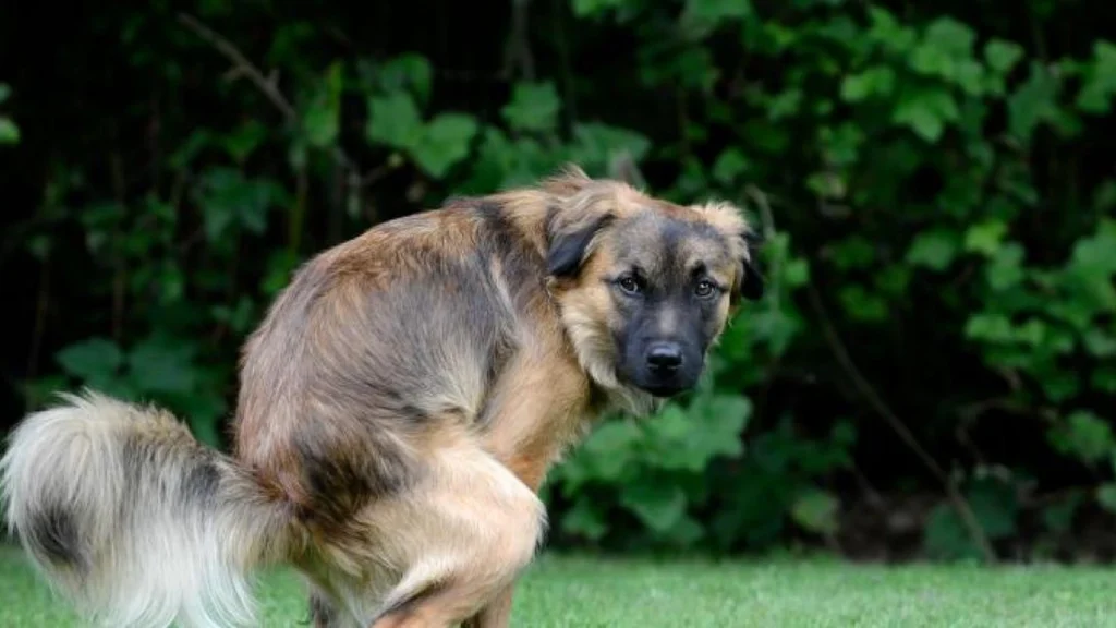 Dyrlæge med besked til hundeejere: Dette udbredte problem med hunden kan klares i hjemmet