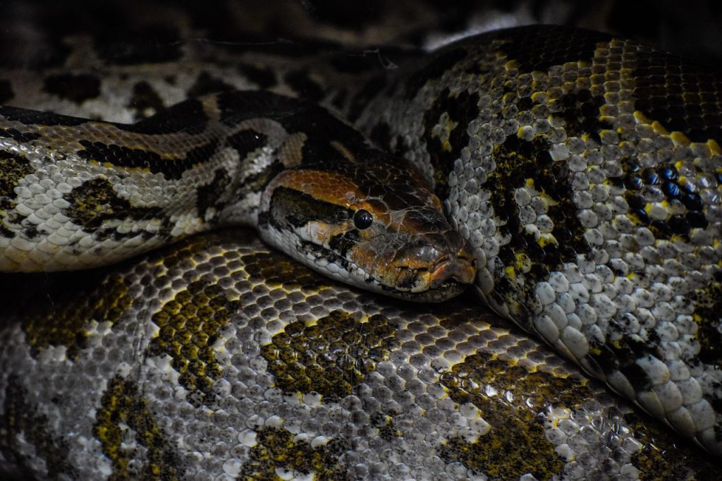snake, slange