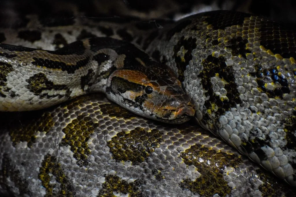 snake, slange