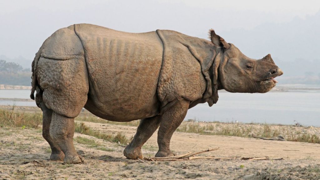 Rhino