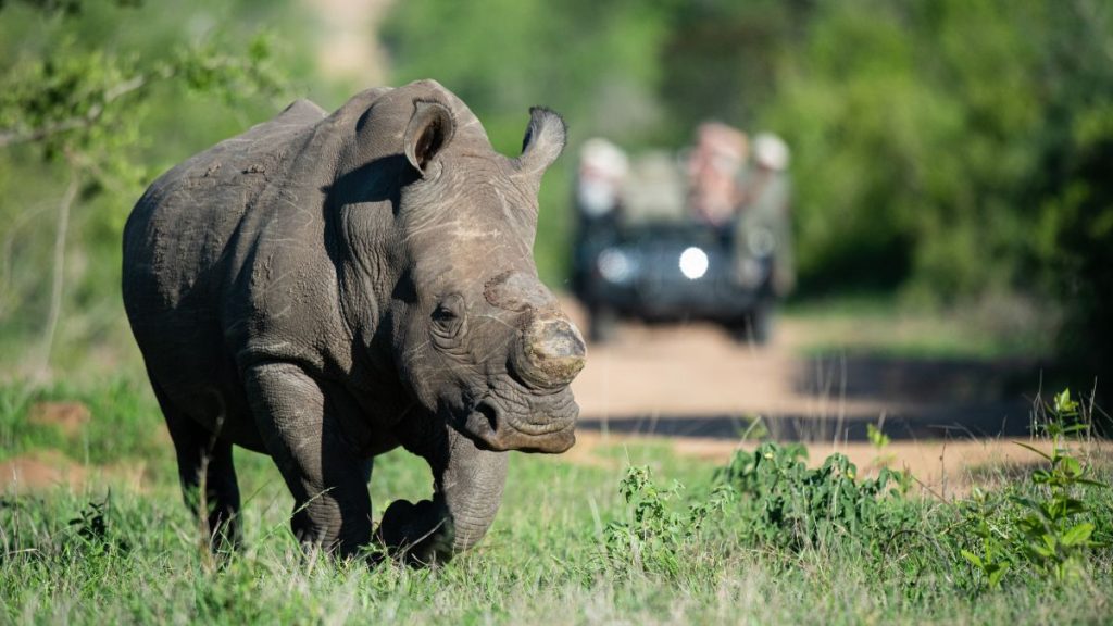 Rhino Safari