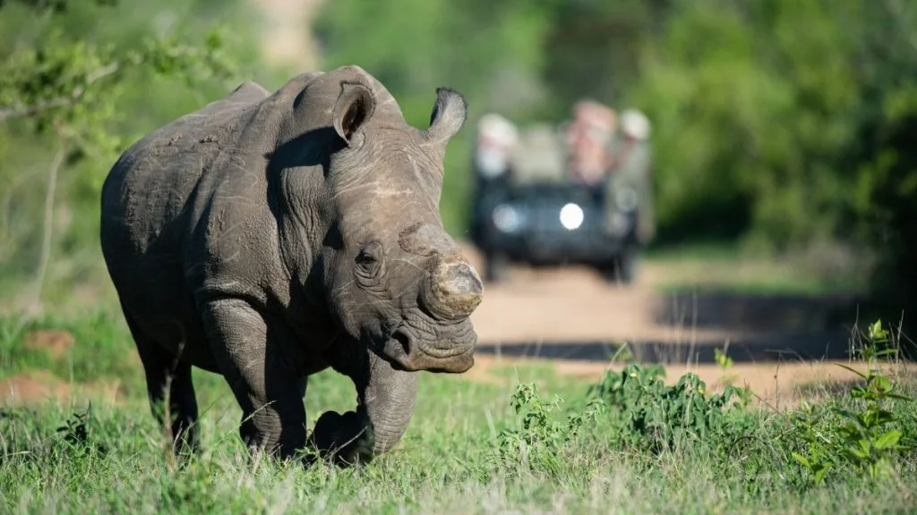 Rhino Safari
