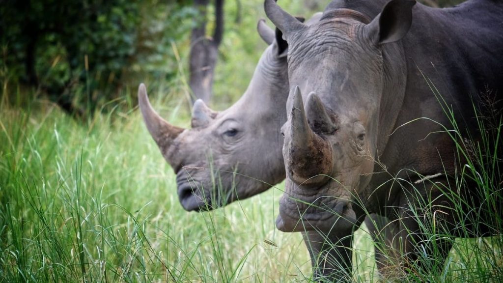 Rhinos