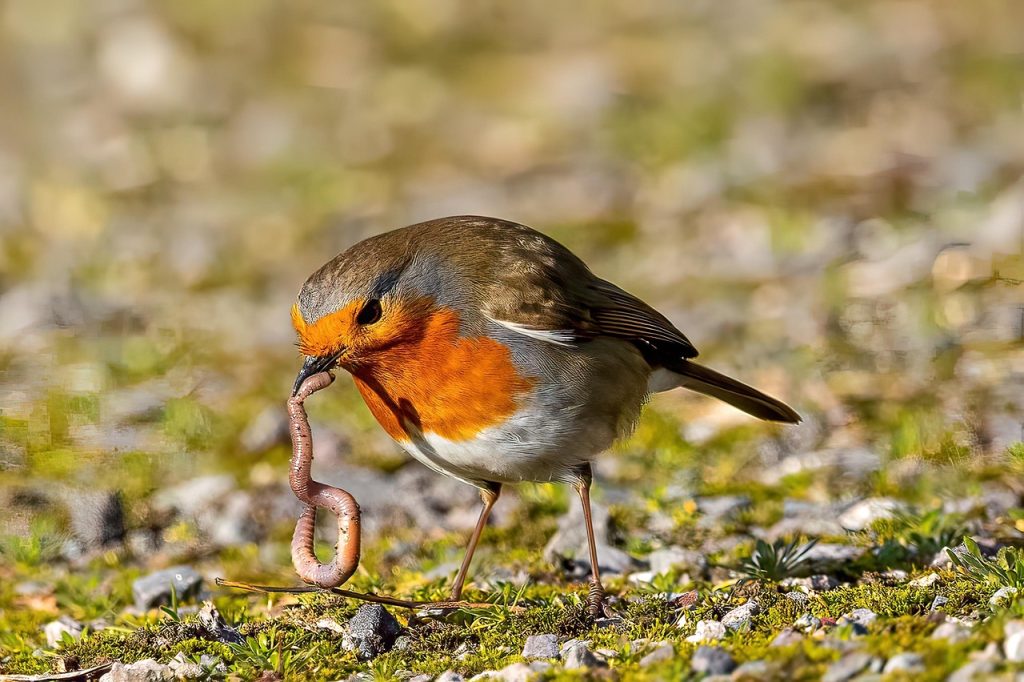 robin, bird, fugl