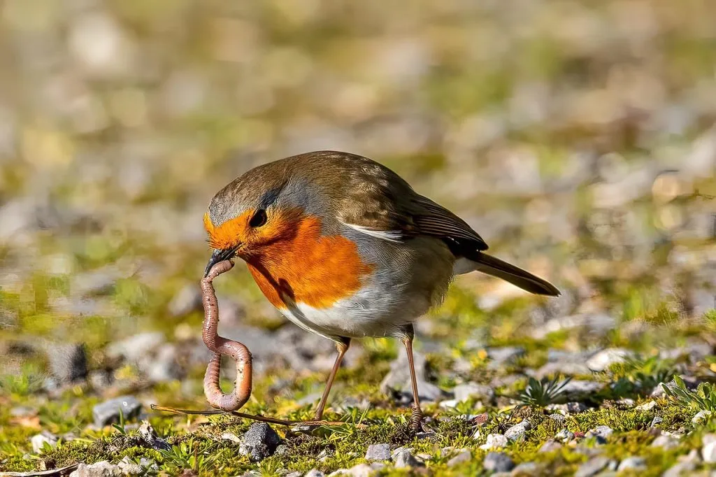 robin, bird, fugl