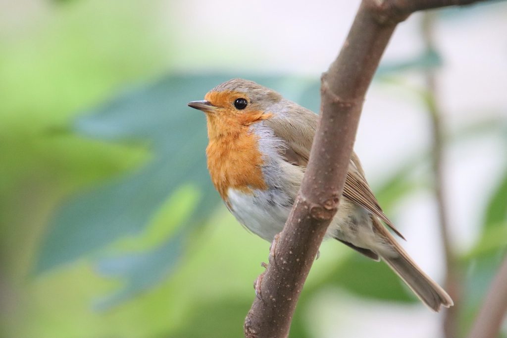 robin, bird, fugl