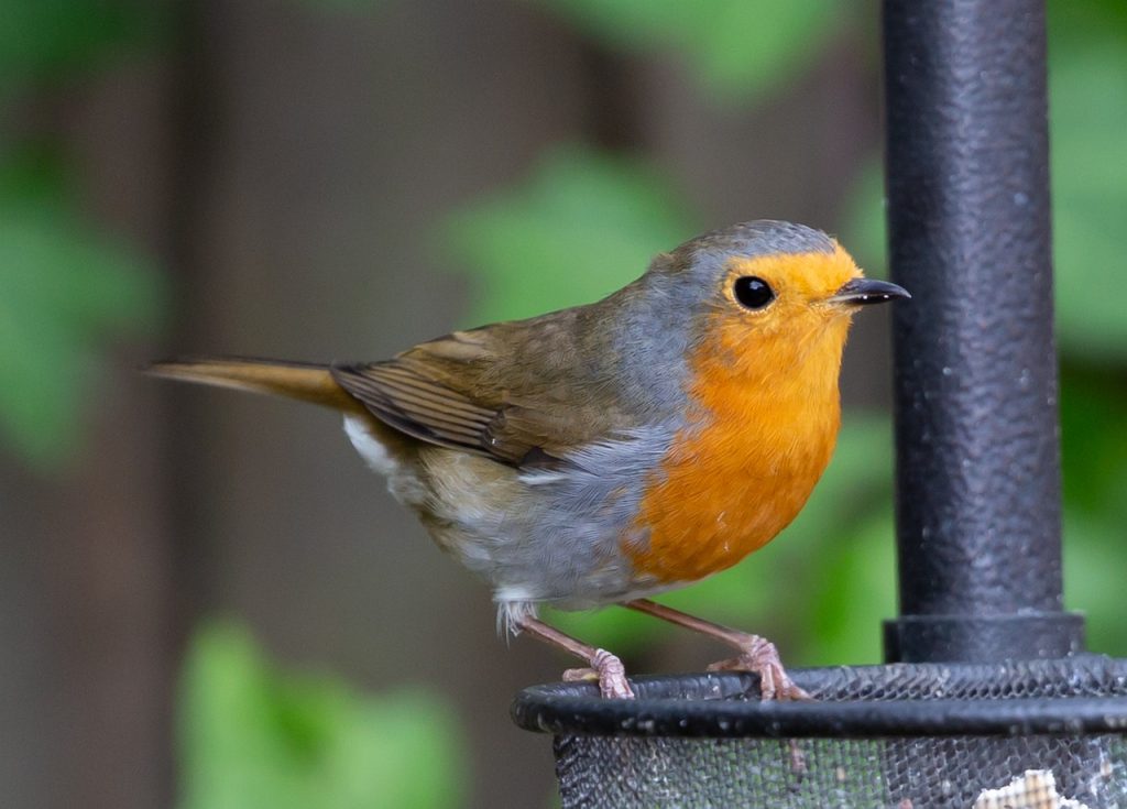 robin, bird, fugl