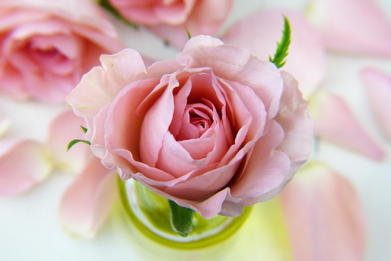roses