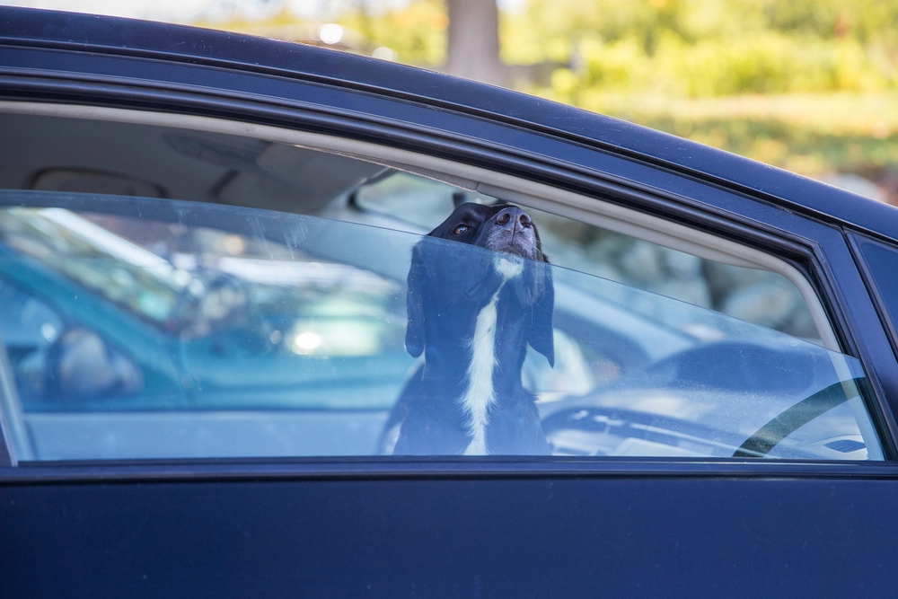 Dog,Pokes,Its,Muzzle,Out,Of,The,Car,Window.,Black