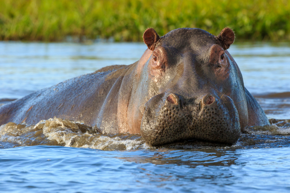 hippo, hippopotamus, flodhest
