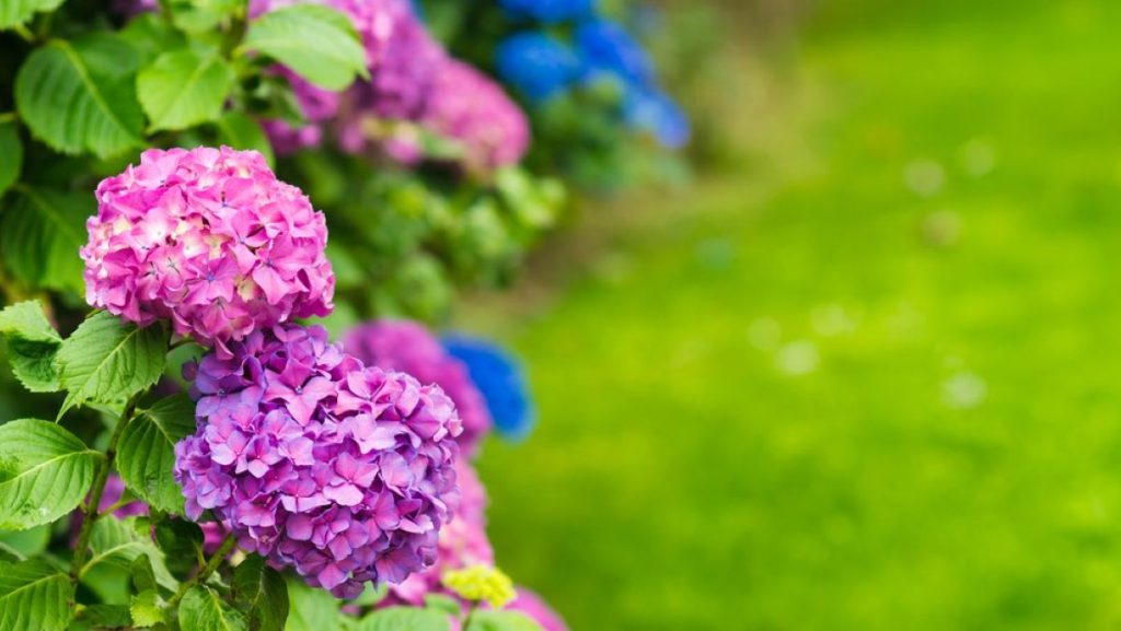 hortensia2