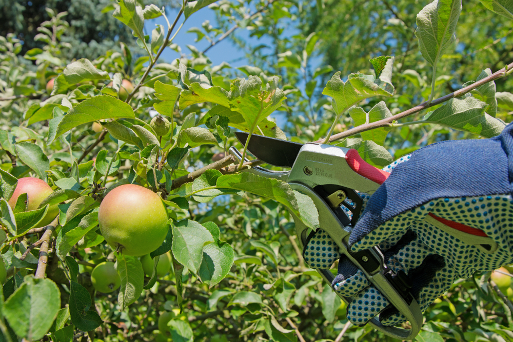 Apple - Apfel - Æble