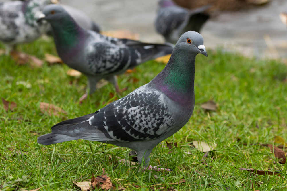 Pidgeons, duer