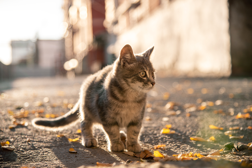 Cat, kat, Katze