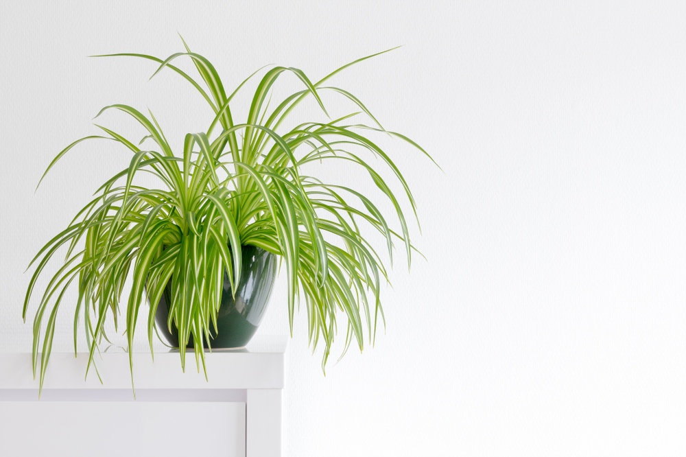 Spider, plant, grønnrenner, pot, plant, potteplante