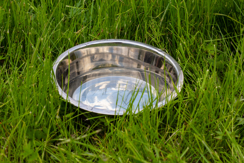 A,Metal,Bowl,Of,Water,For,The,Animal,In,The