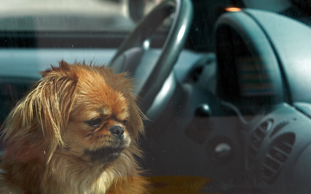 dog in car