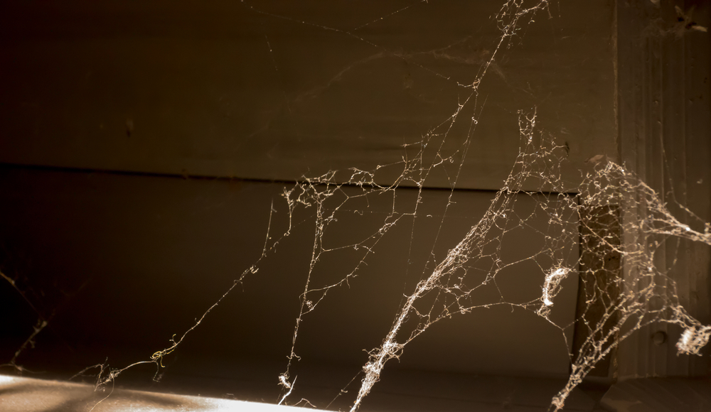 spider, edderkop