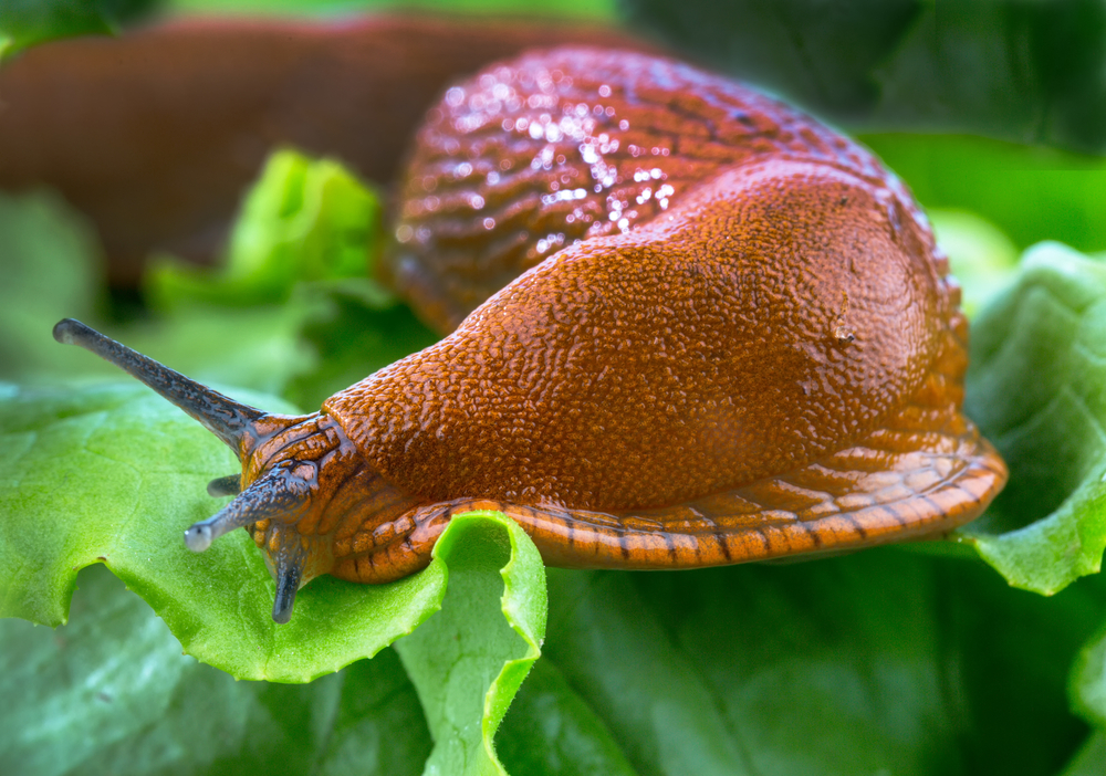 slug, snail