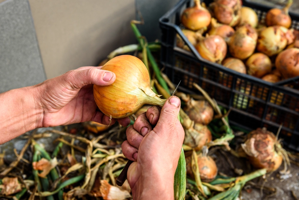 Onions, l&oslash;g