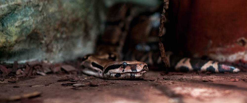 A,Small,Boa,Constrictor