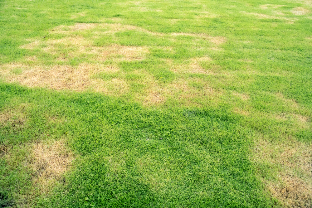 grass græs gress bare flekker holes patches brown brun