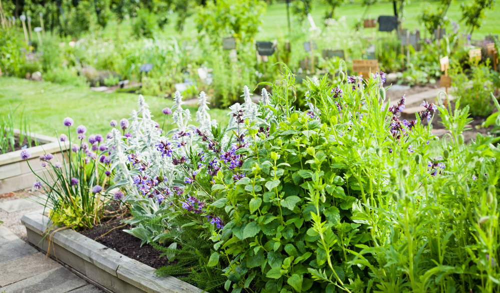 Smuk blomstrende urtehave med purløg, lavendel, rosmarin, mynte, katteurt og mange andre. Urte og Lægeplanter Have.
