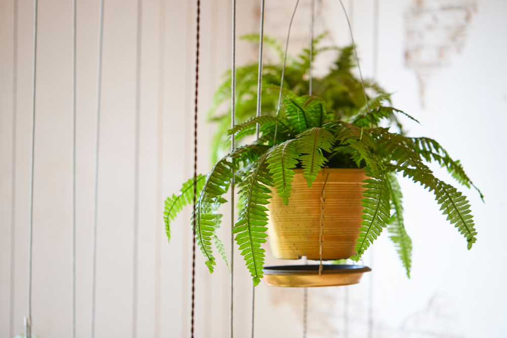 fern bregne potte plante plant