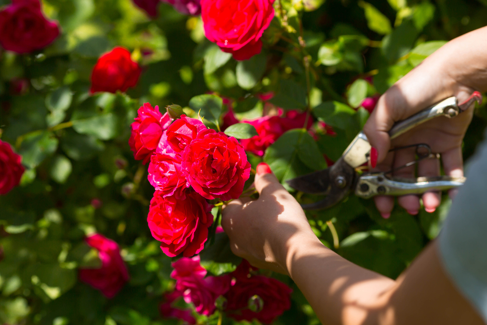 rose red rød klippe prune busk bush